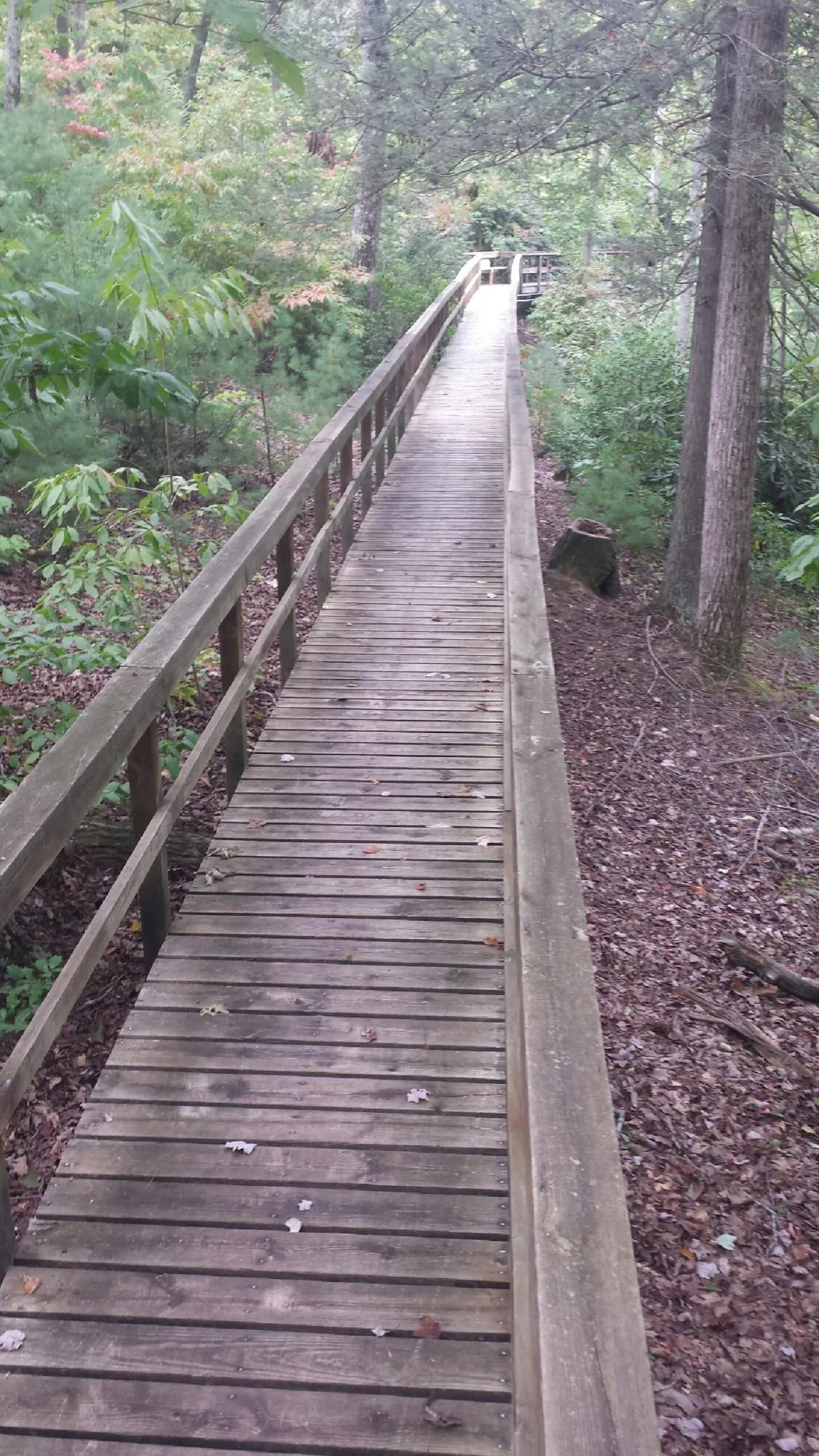 Long wood walkway with handrails built through the woods in Lansdale